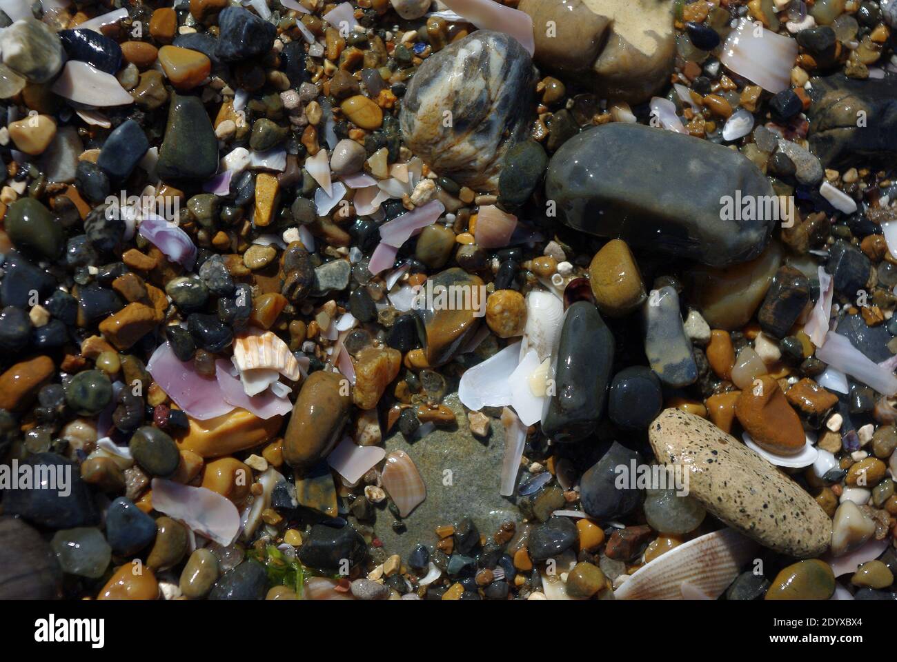 Ghiaia marina e conchiglia sulla costa mediterranea Foto Stock