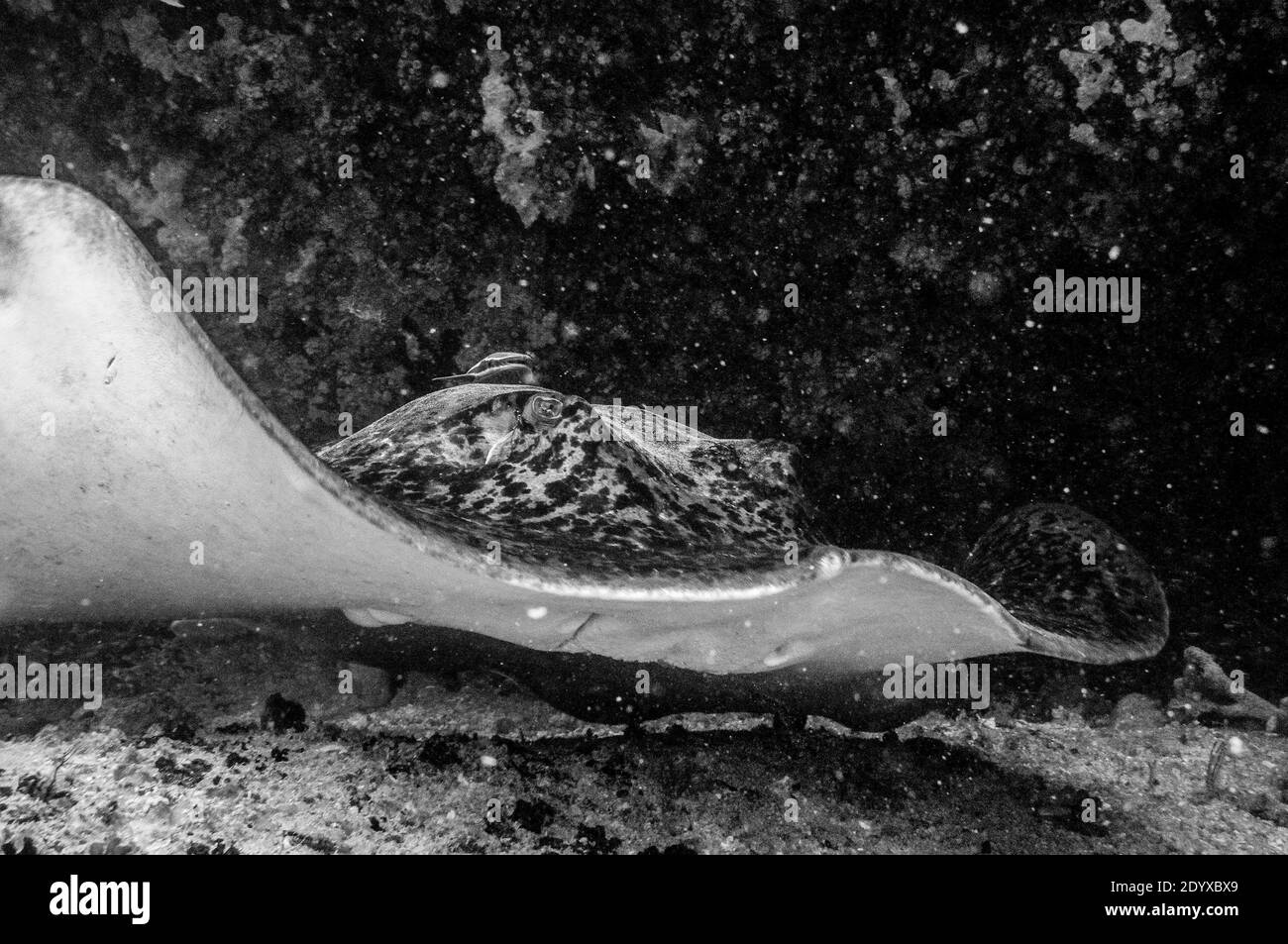 Primo piano di una fantastica Stingray (Taeniurops meyeni) nuotare su un fondo sabbioso Foto Stock