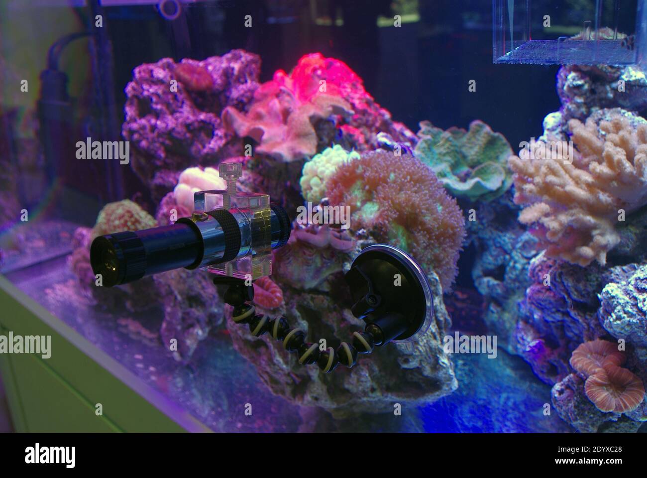 Apparecchiature per microscopio per osservare micro-invertebrati in un acquario della barriera corallina Foto Stock