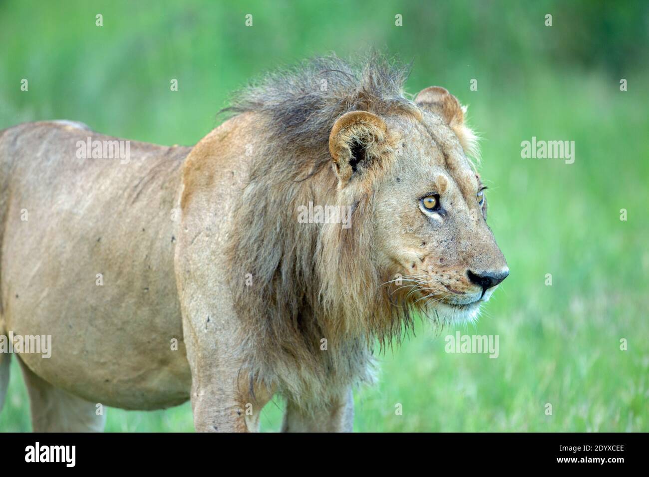 Leone Africano (Panthera leo). Aspetto di un animale indossato, scarso, ma ancora luminoso. Affettamento, posizione, postura, triste, vago, guardando, grandangolo, b Foto Stock