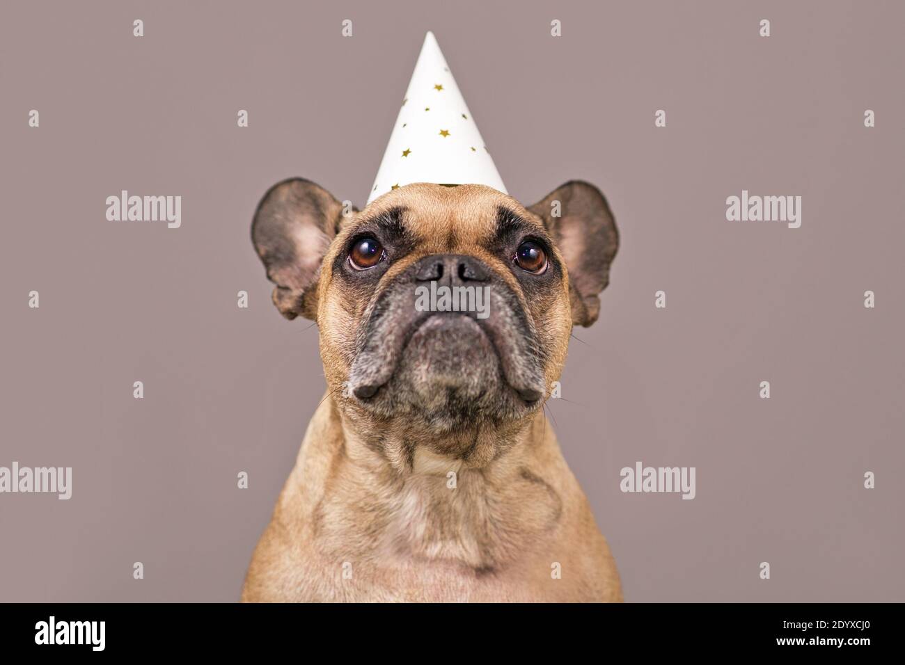 Carino ritratto del cane Bulldog francese che indossa festa bianca cappello davanti a sfondo marrone Foto Stock