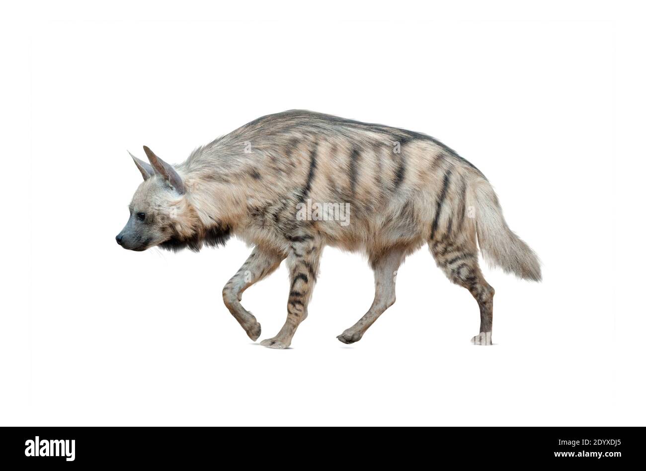Marrone iena isolato su uno sfondo bianco Foto Stock