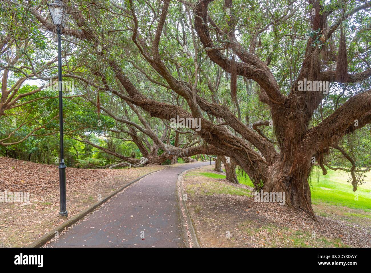 Auckland Domain Park in Nuova Zelanda Foto Stock