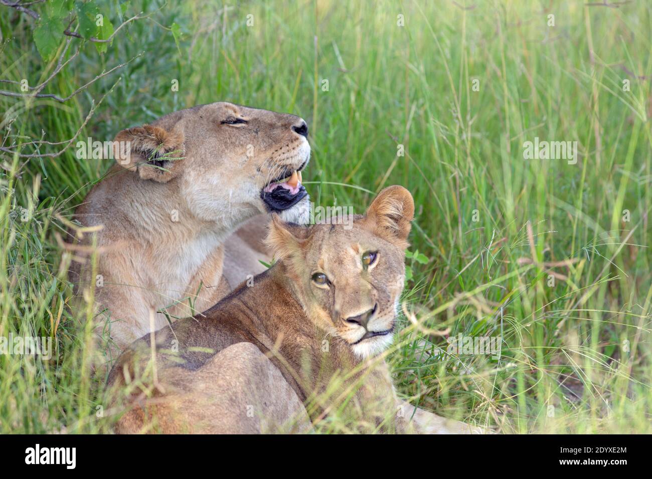 Leonessa dietro, e un grande cucciolo (Panthera leo), cercando ombra all'ombra della vegetazione macchia dal sole di metà giornata. Foto Stock