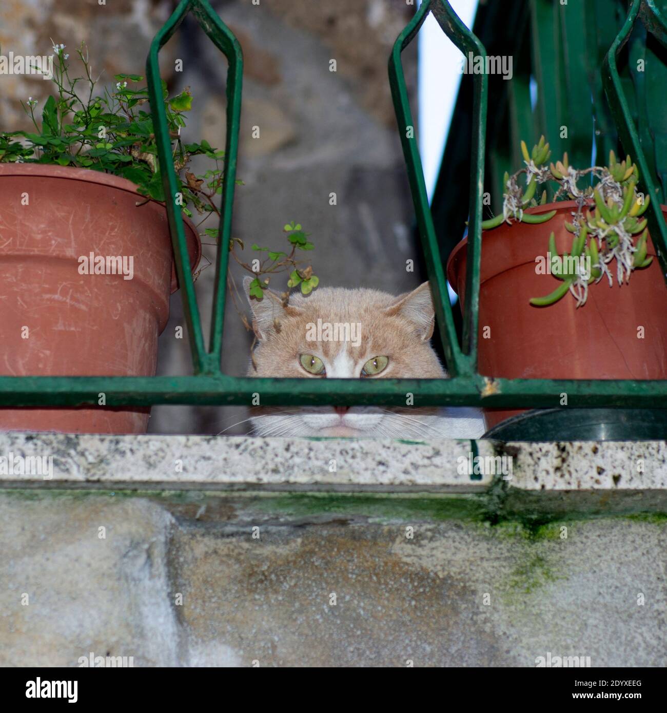 la faccia di un gatto nascosto tra i vasi di fiori su un balcone. Occhi gialli di un gatto Foto Stock