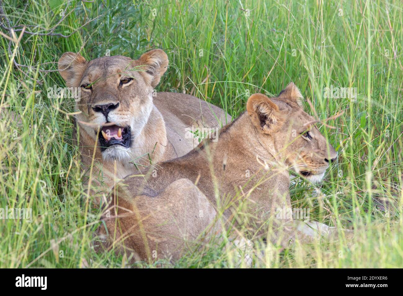 Leonessa dietro, e un grande cucciolo (Panthera leo), cercando ombra all'ombra della vegetazione macchia dal sole di metà giornata. Foto Stock