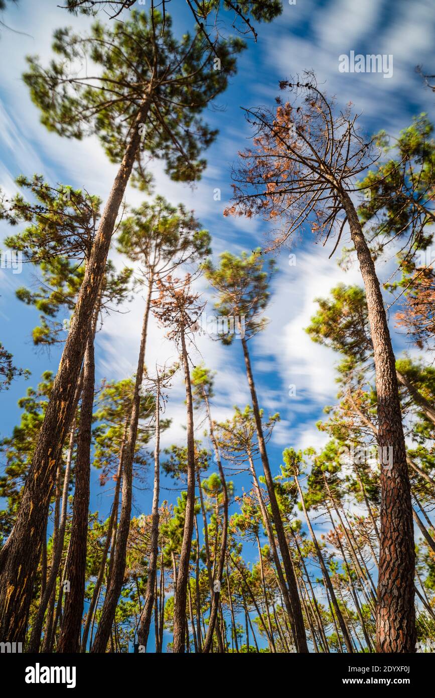 Tronchi e cime degli alberi di pini mediterranei Pinus linea sul La costa toscana si inonzola nel vento contro un cielo blu Foto Stock