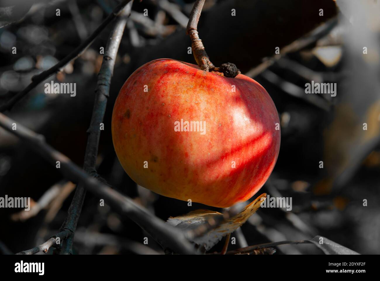 Primo piano di mela grande - mela di novembre Foto Stock