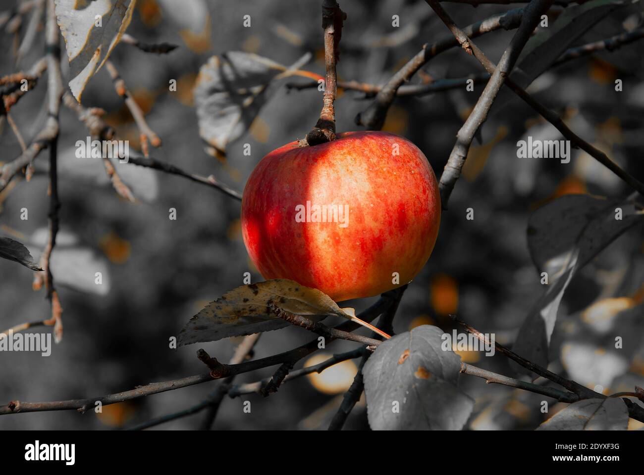 mela d'autunno - mela matura colorata su sfondo grigio Foto Stock
