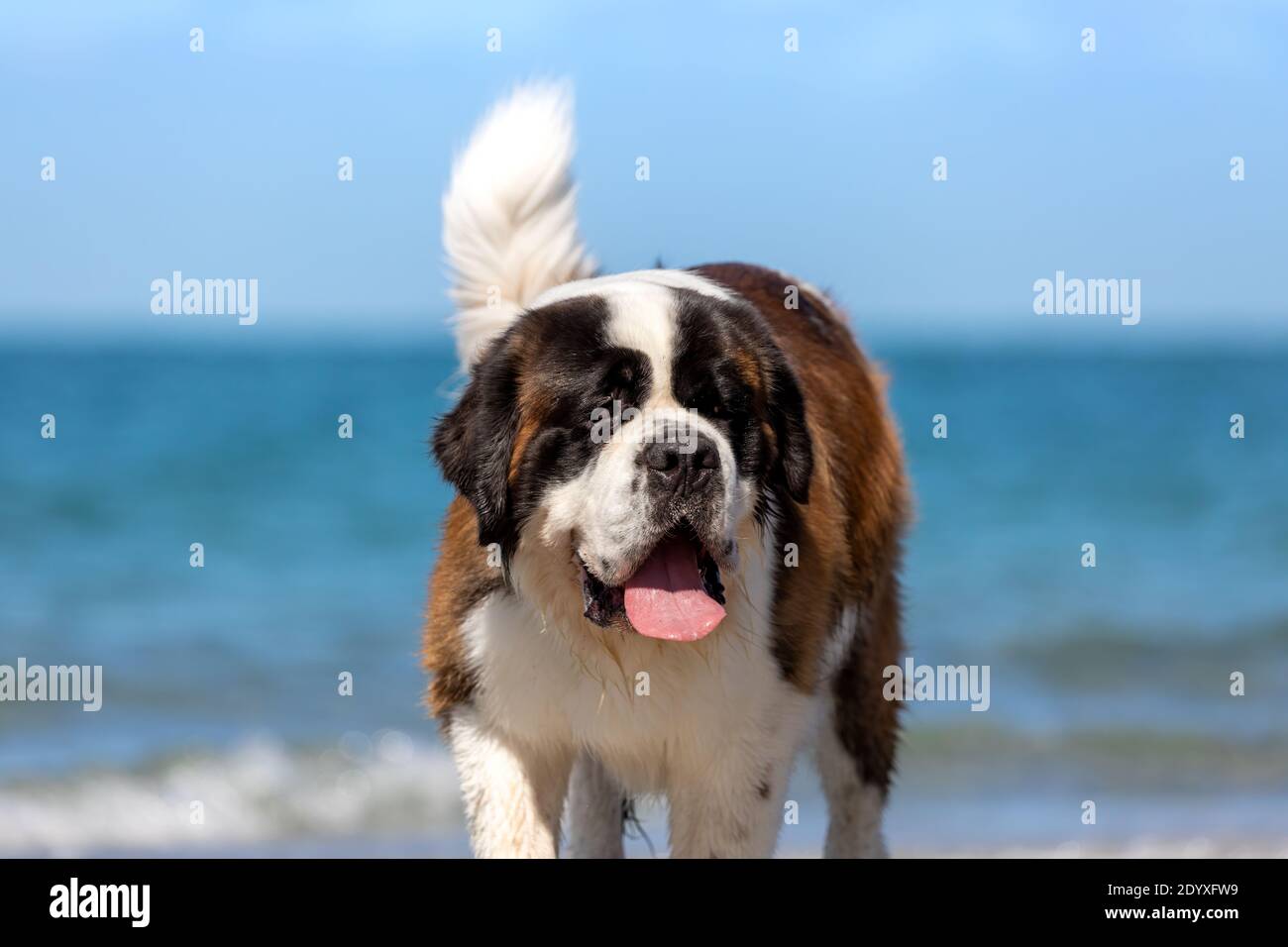 Un grande cane San Bernardo in spiaggia con l'oceano blu dietro. Foto Stock