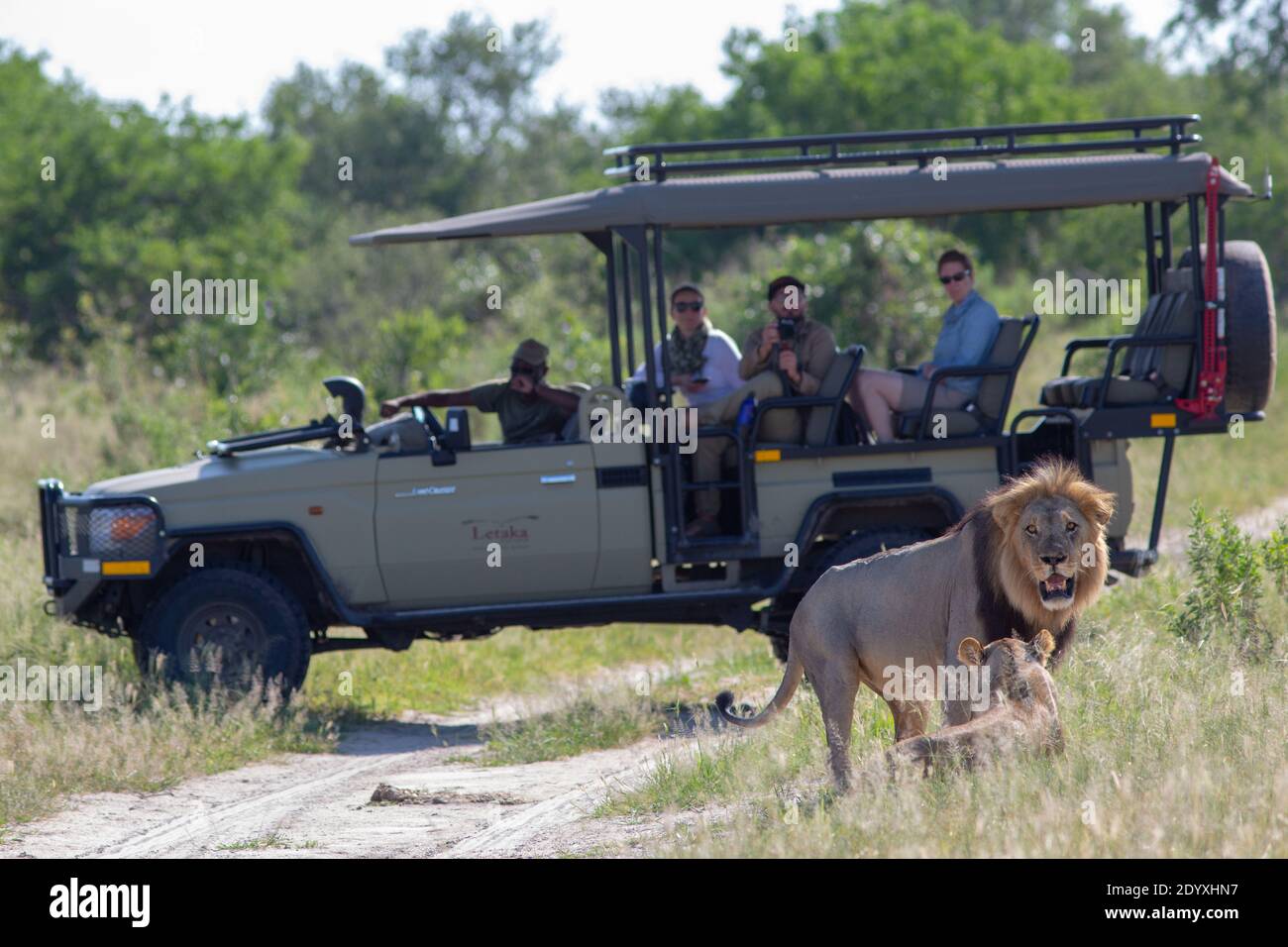 Lions africani (Panthera leo). In coppia, accanto a un veicolo a 4 ruote motrici, con osservazione della fauna selvatica in safari. Meraviglie da vedere. Okavango Botswana. Foto Stock