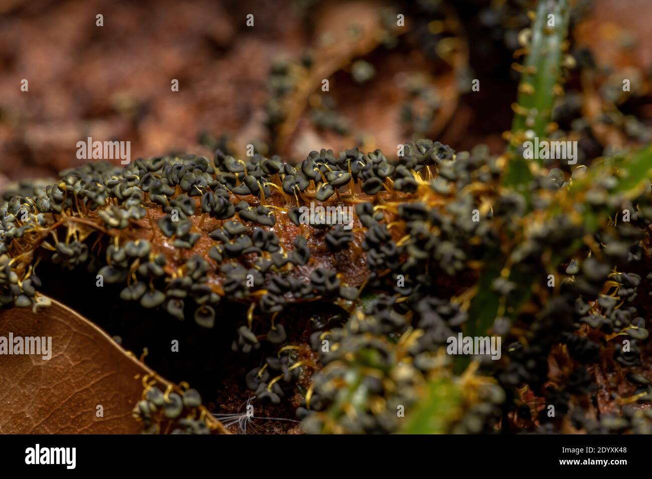 Sporangia dei molti calce capeggiati della specie Physarum policefalo sparso su foglie secche sul terreno Foto Stock