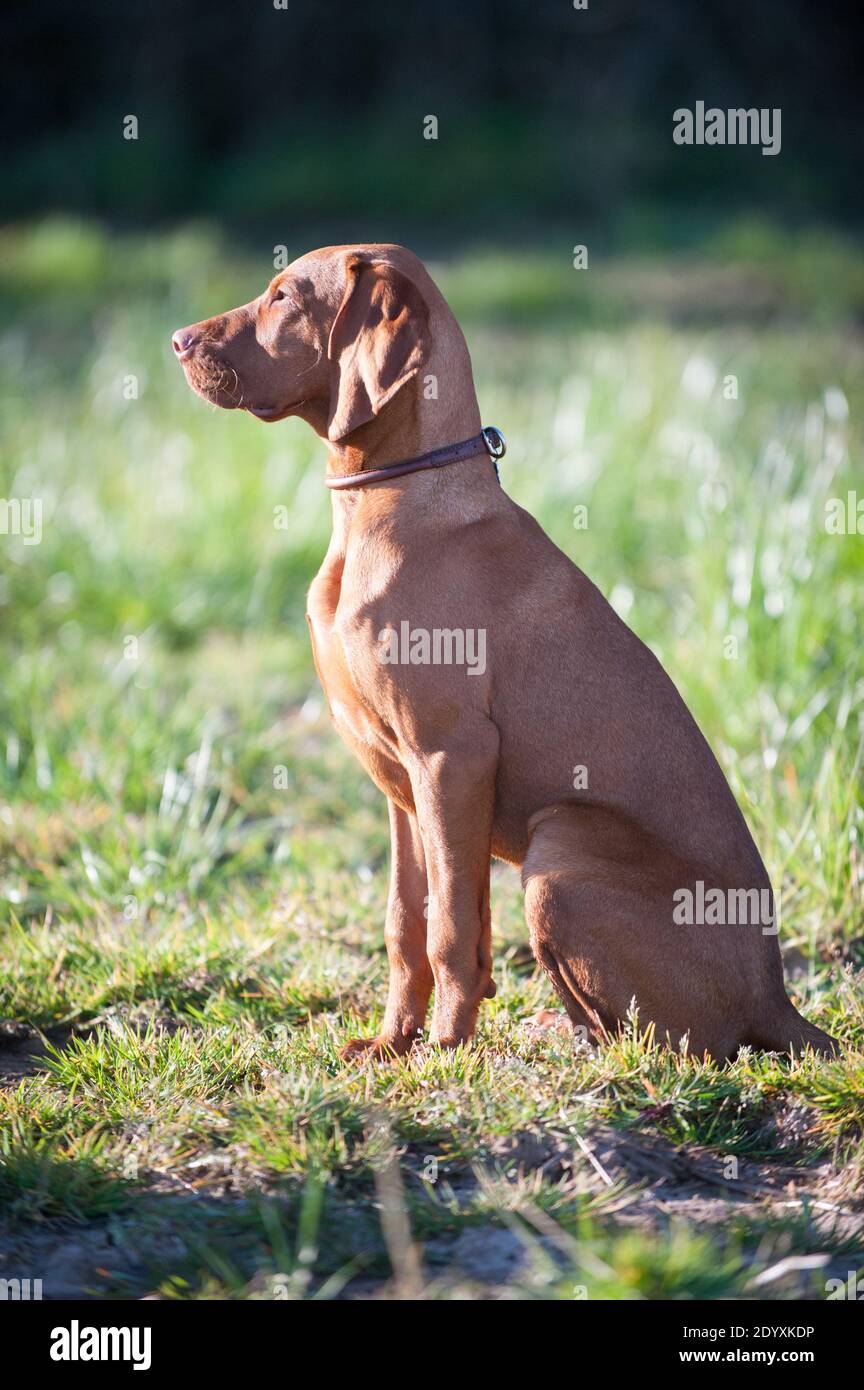 Un giovane obbediente cane ungherese Vizsla seduto in piedi e guardando la macchina fotografica in un campo sotto il sole. Foto Stock