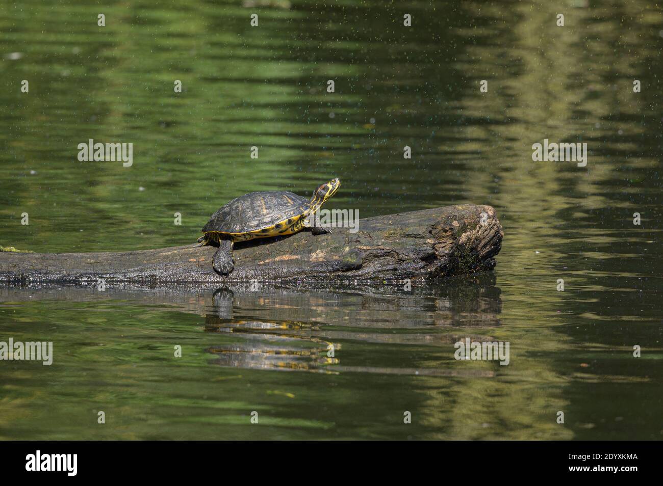 Terrapin rosso (Trachemys scripta elegans), rossastro vale Country Park, Greater Manchester Foto Stock