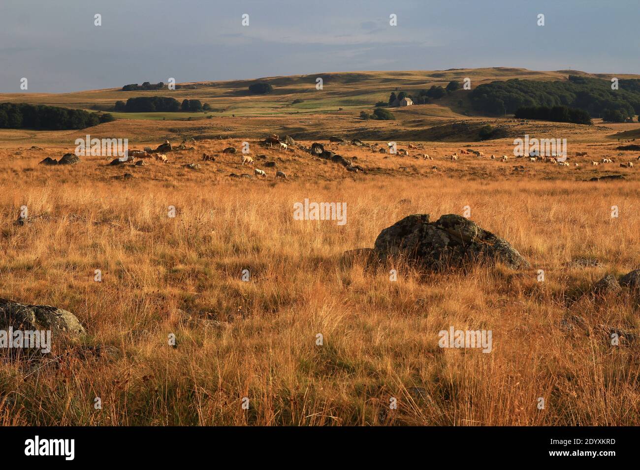 Fine di una giornata estiva. In lontananza, le mucche Aubrac pascolano pacificamente sulla vegetazione resa dorata dal sole che tramonta (Route des Lacs, Lozère, Francia) Foto Stock