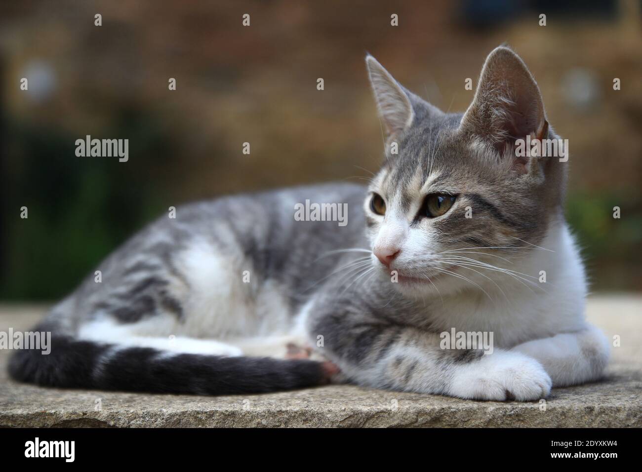 Ritratto di un gatto di casa giovane (gatto vicolo, gatto domestico) con un cappotto bianco e grigio, sdraiato su una pietra. Foto Stock
