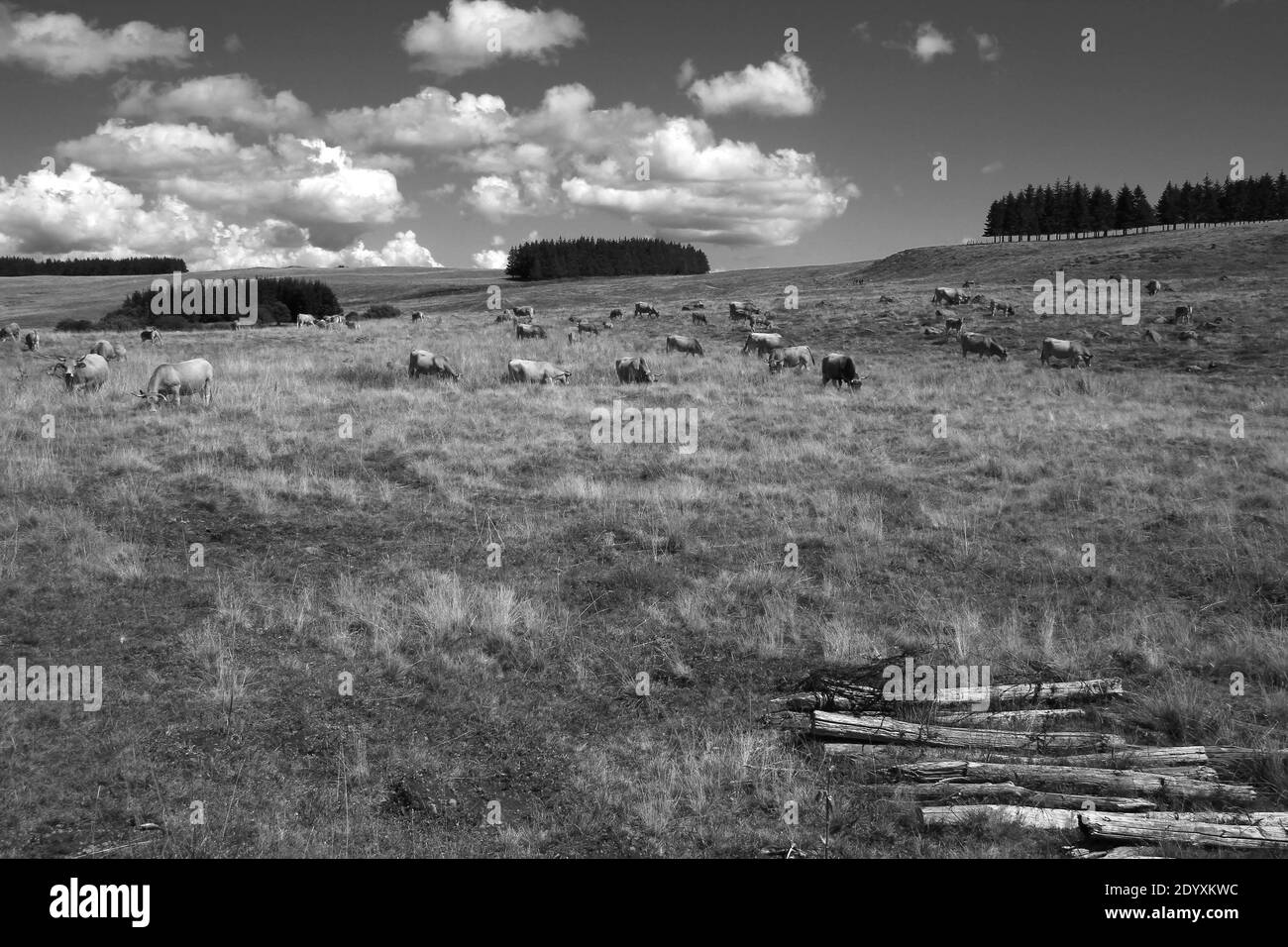 In un bellissimo pomeriggio di agosto, una vista panoramica dei pascoli e del bestiame di Aubrac (Lozère, Francia) Foto Stock