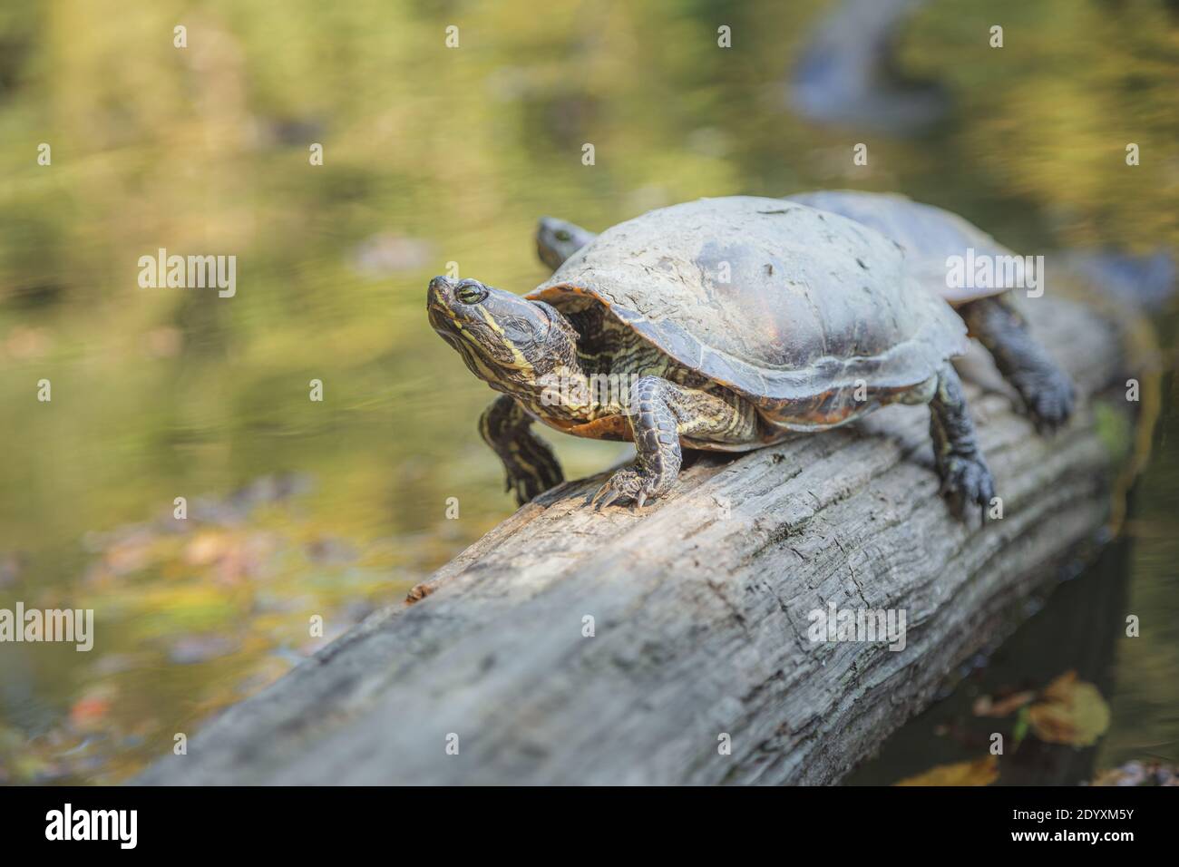 Un paio di tartarughe (Trachemys scripta) su un log in Park Maksimir, la capitale croata di Zagabria. Le tartarughe si sono diffuse dopo essere state relea Foto Stock