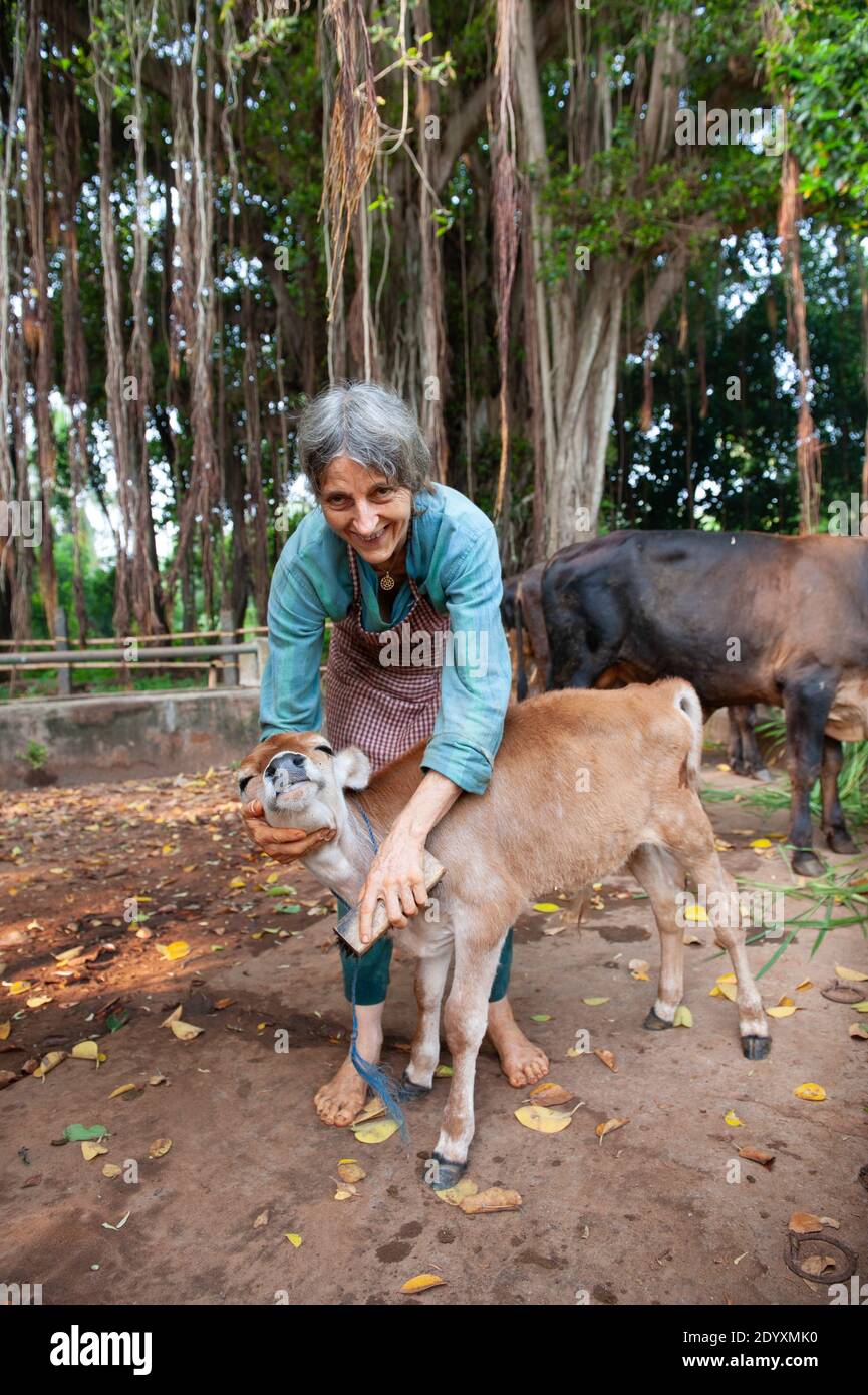 AUROVILLE, INDIA - Novembre 2020: Prendersi cura di un vitello Foto Stock