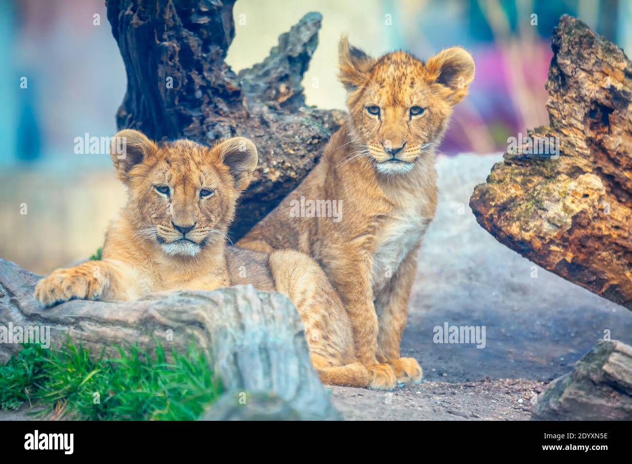 Piccoli cuccioli di leone . Adorabili due piccoli leoni Foto Stock