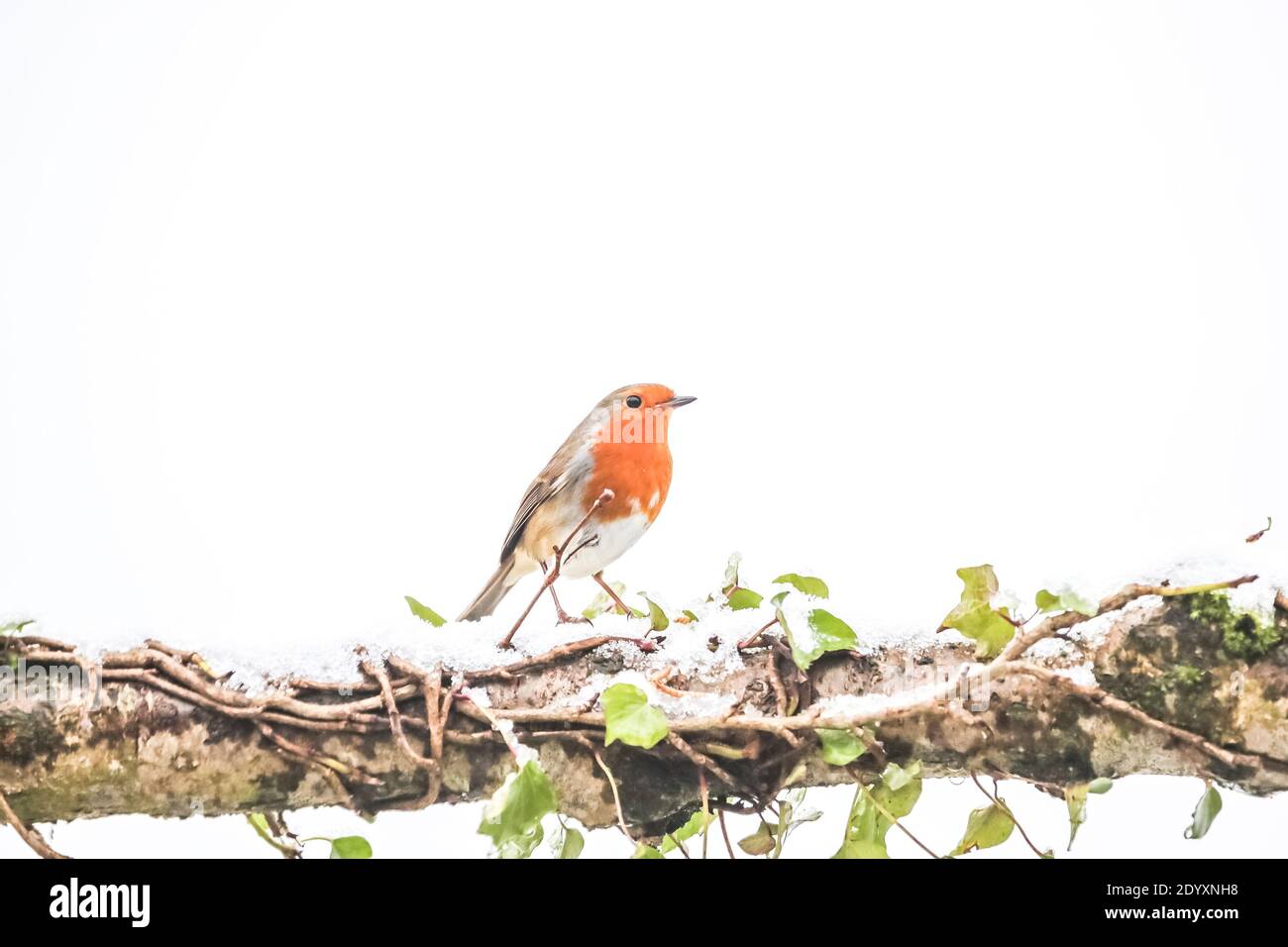 Rapina europea - Erithacus rubustula - nella neve. Foto Stock