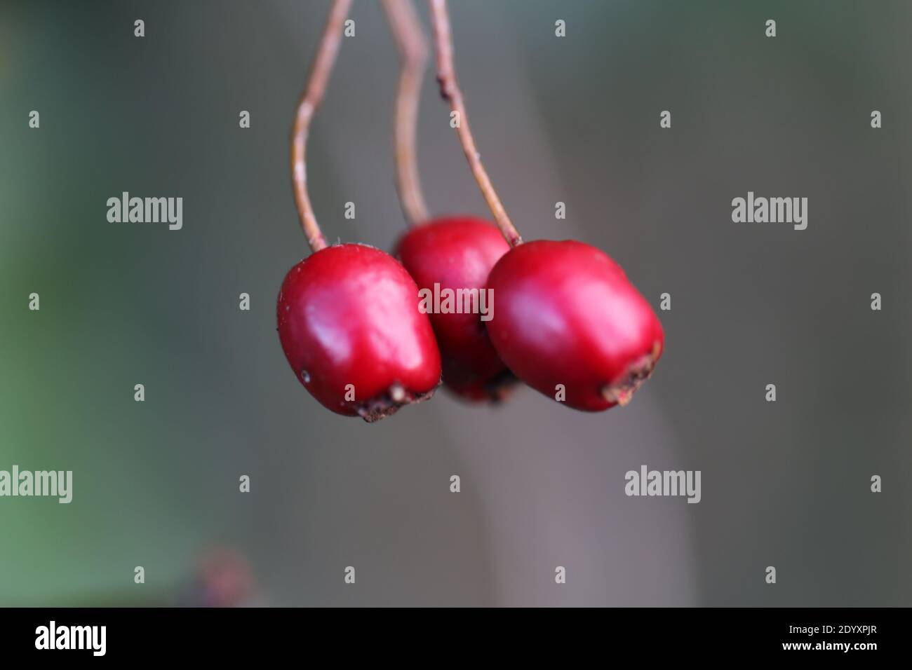 Naturale selvaggio trovato, piante, foglie, bacche, fiori e detriti di albero dal periodo di agosto-novembre 2020 durante l'ultima e fine della stagione di fioritura. Foto Stock