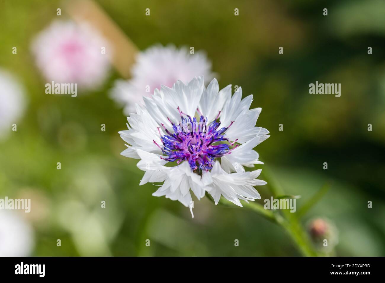 'Classic Fantastic' Cornflower, Blåklint (Centaurea cyanus) Foto Stock