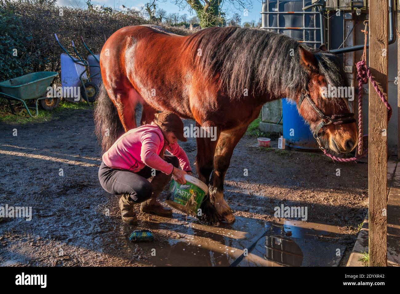 Un cavallo di baia che viene curato in un cortile stabile. Foto Stock