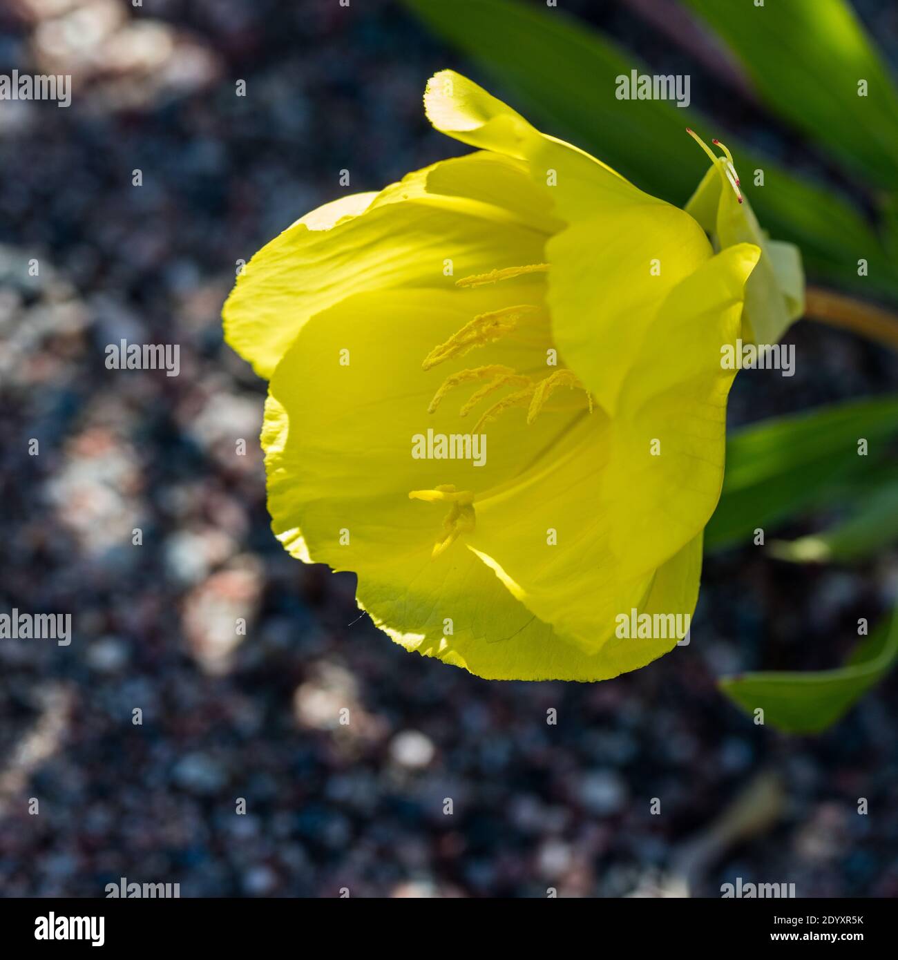 Primrose serali del Missouri, Storblommigt nattljus (Oenotera macrocarpa) Foto Stock