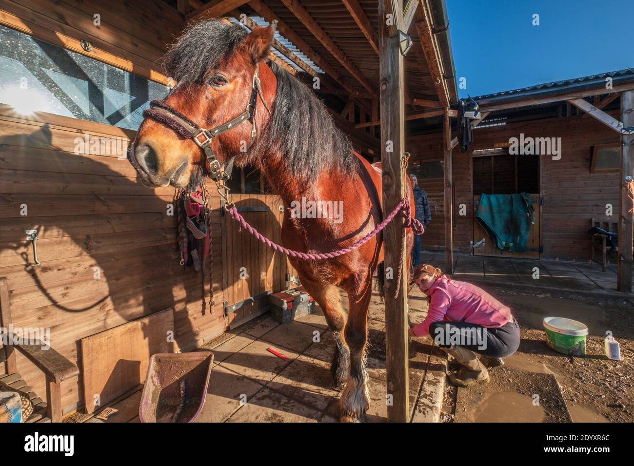 Un cavallo di baia che viene curato in un cortile stabile. Foto Stock
