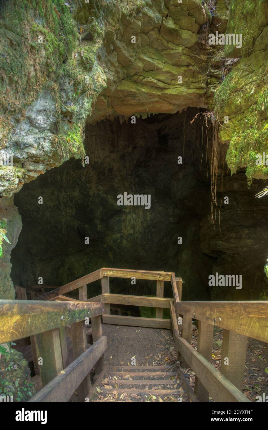 Piripiri grotta in Nuova Zelanda Foto Stock