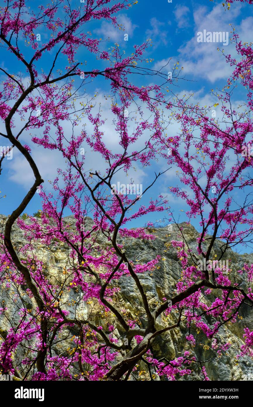 I fiori lilla colorati dell'albero di Judas Foto Stock