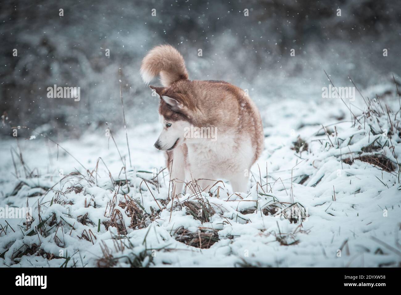 Un Husky siberiano si muove nella neve d'inverno. Foto Stock