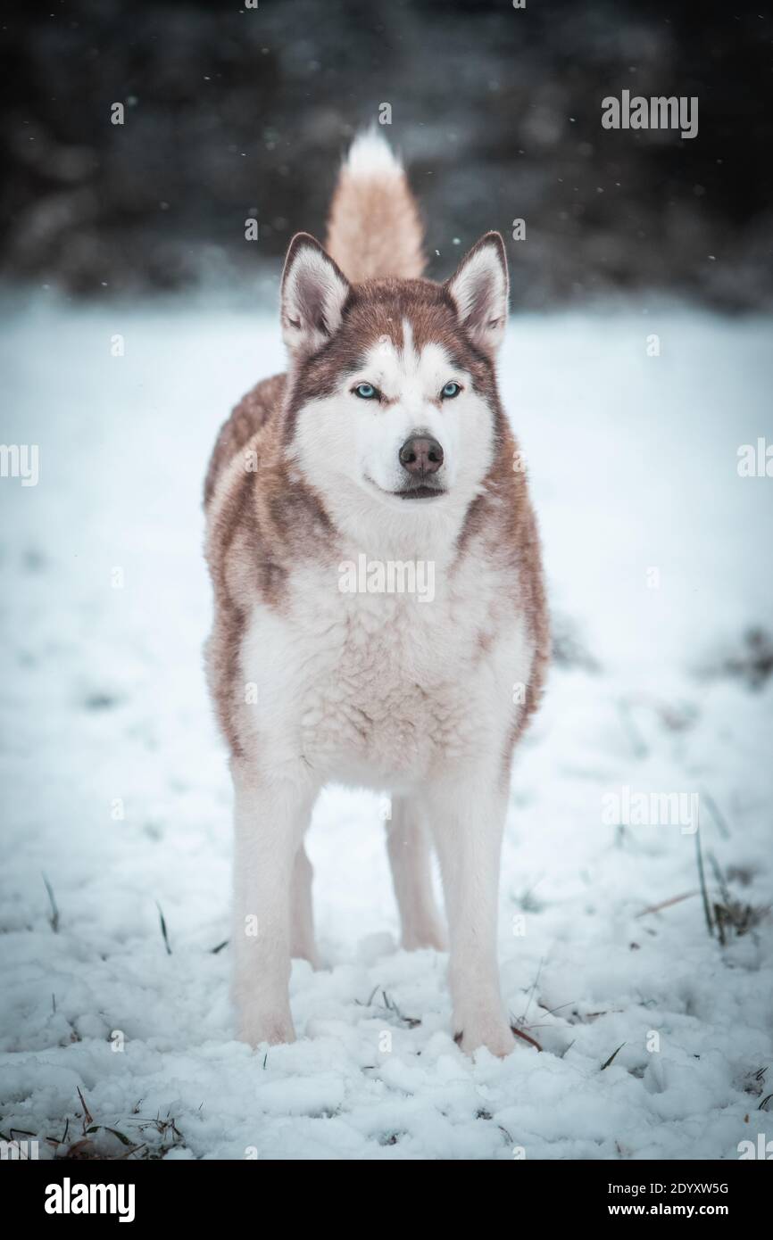 Un Husky siberiano si muove nella neve d'inverno. Foto Stock