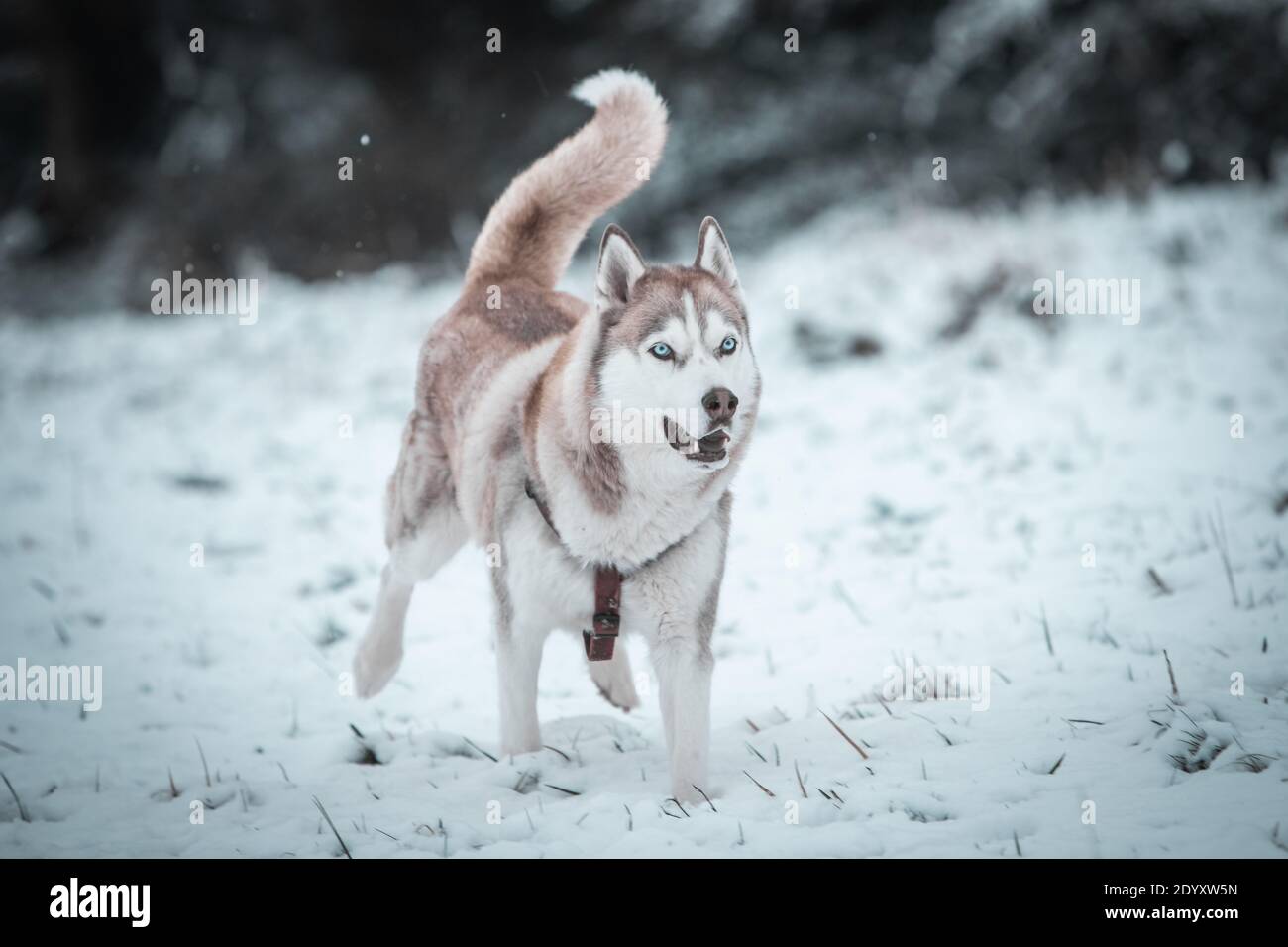 Un Husky siberiano si muove nella neve d'inverno. Foto Stock