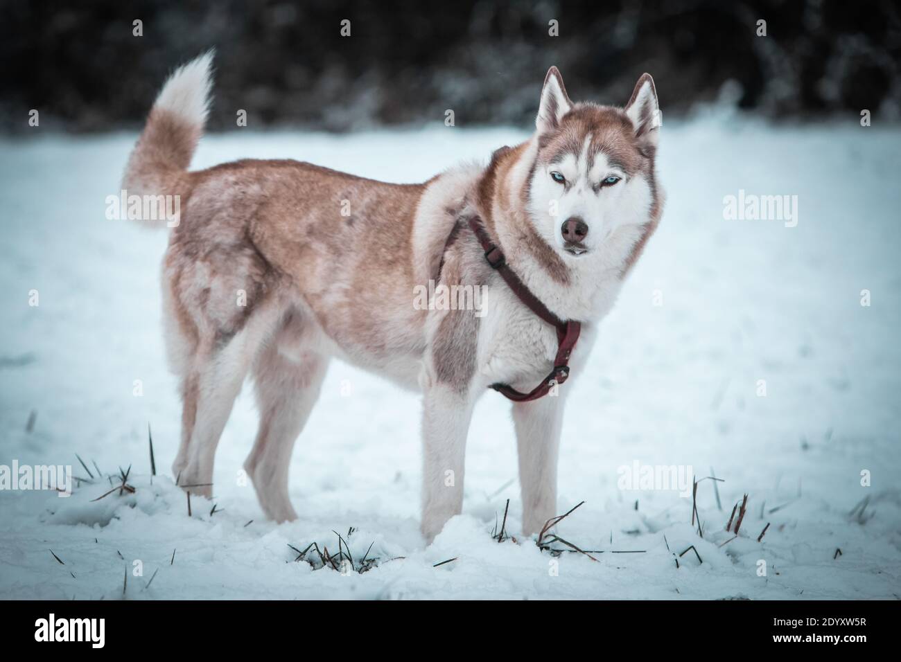Un Husky siberiano si muove nella neve d'inverno. Foto Stock