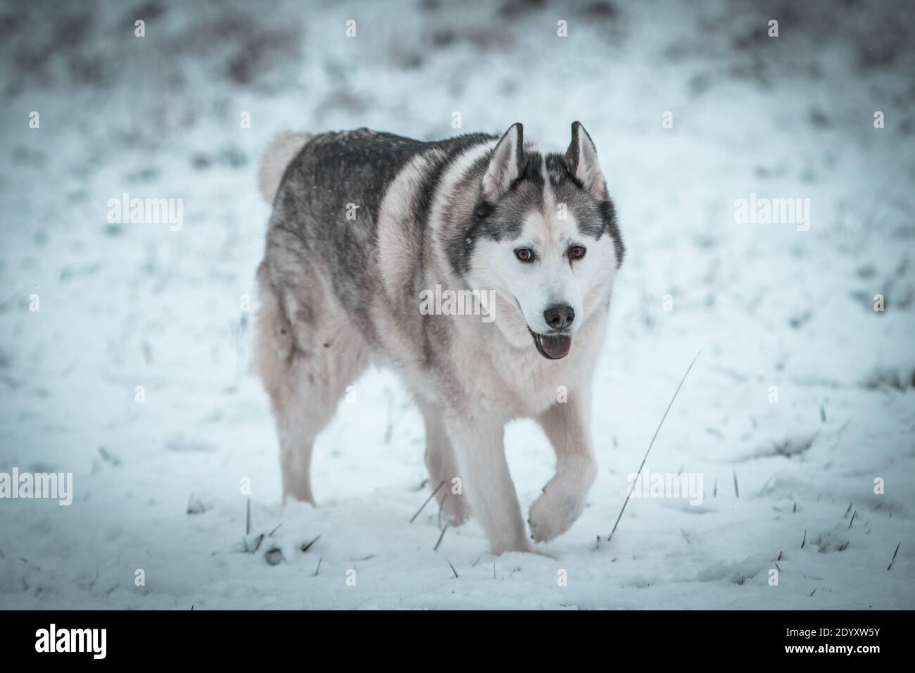 Un Husky siberiano si muove nella neve d'inverno. Foto Stock