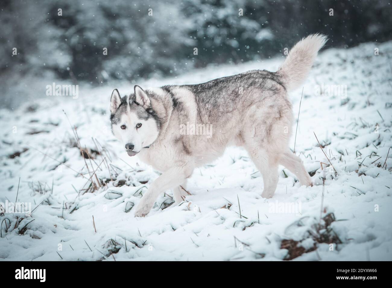 Un Husky siberiano si muove nella neve d'inverno. Foto Stock