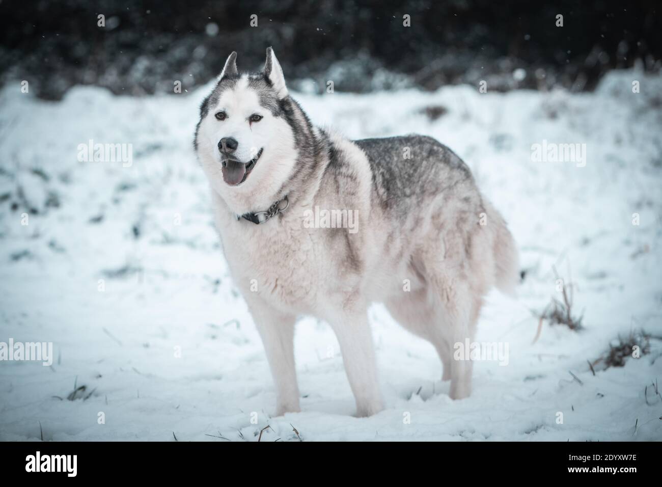 Un Husky siberiano si muove nella neve d'inverno. Foto Stock