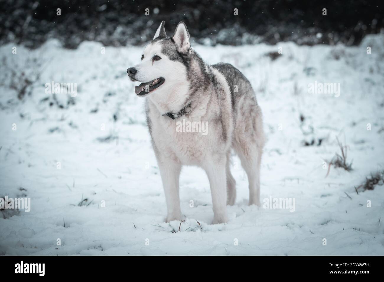 Un Husky siberiano si muove nella neve d'inverno. Foto Stock