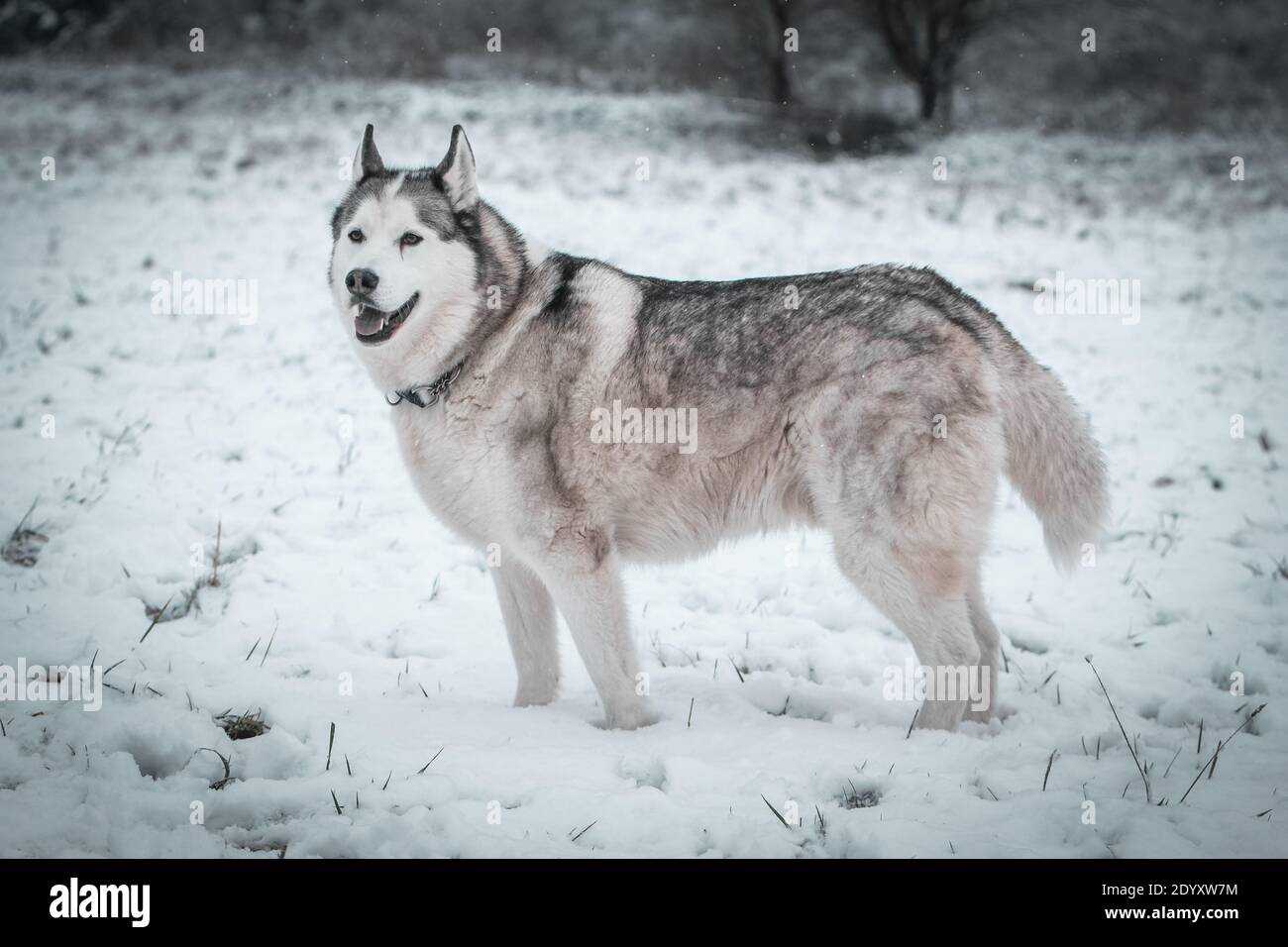 Un Husky siberiano si muove nella neve d'inverno. Foto Stock