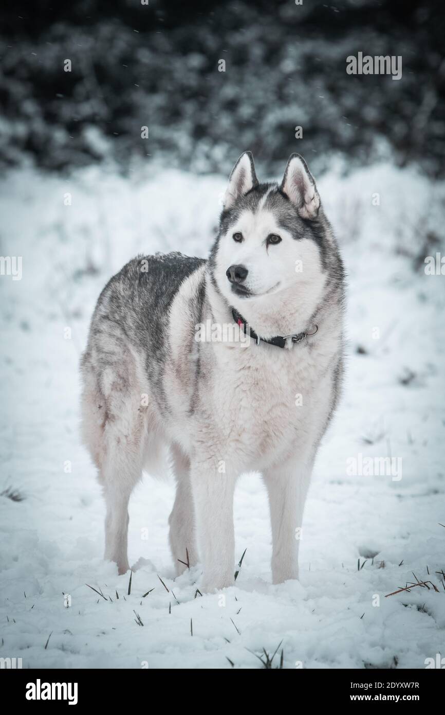 Un Husky siberiano si muove nella neve d'inverno. Foto Stock