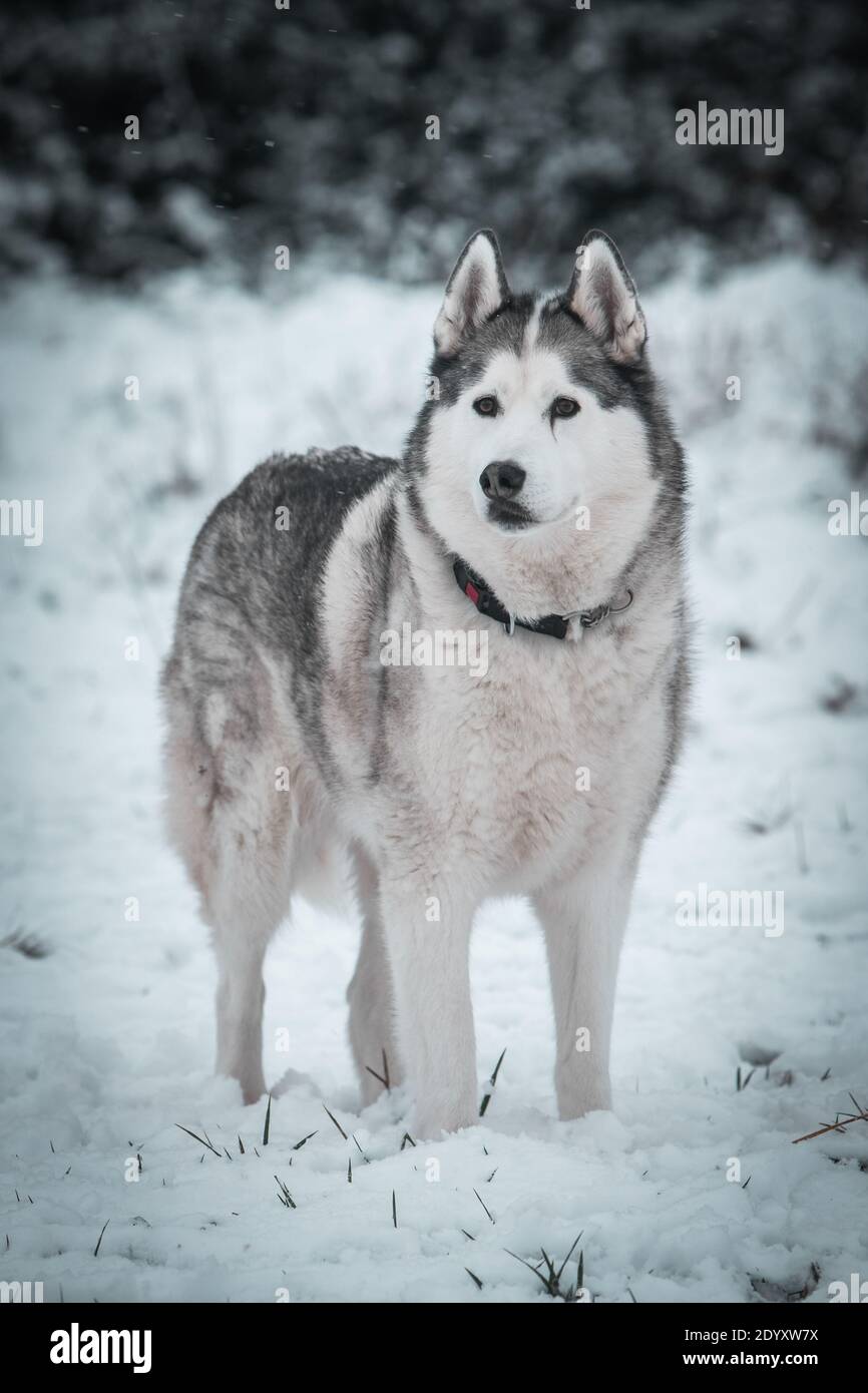 Un Husky siberiano si muove nella neve d'inverno. Foto Stock