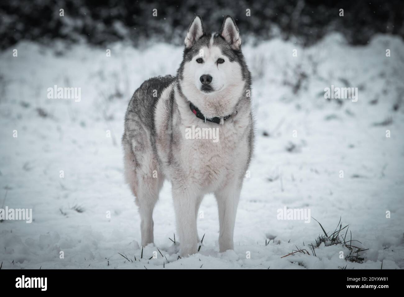 Un Husky siberiano si muove nella neve d'inverno. Foto Stock