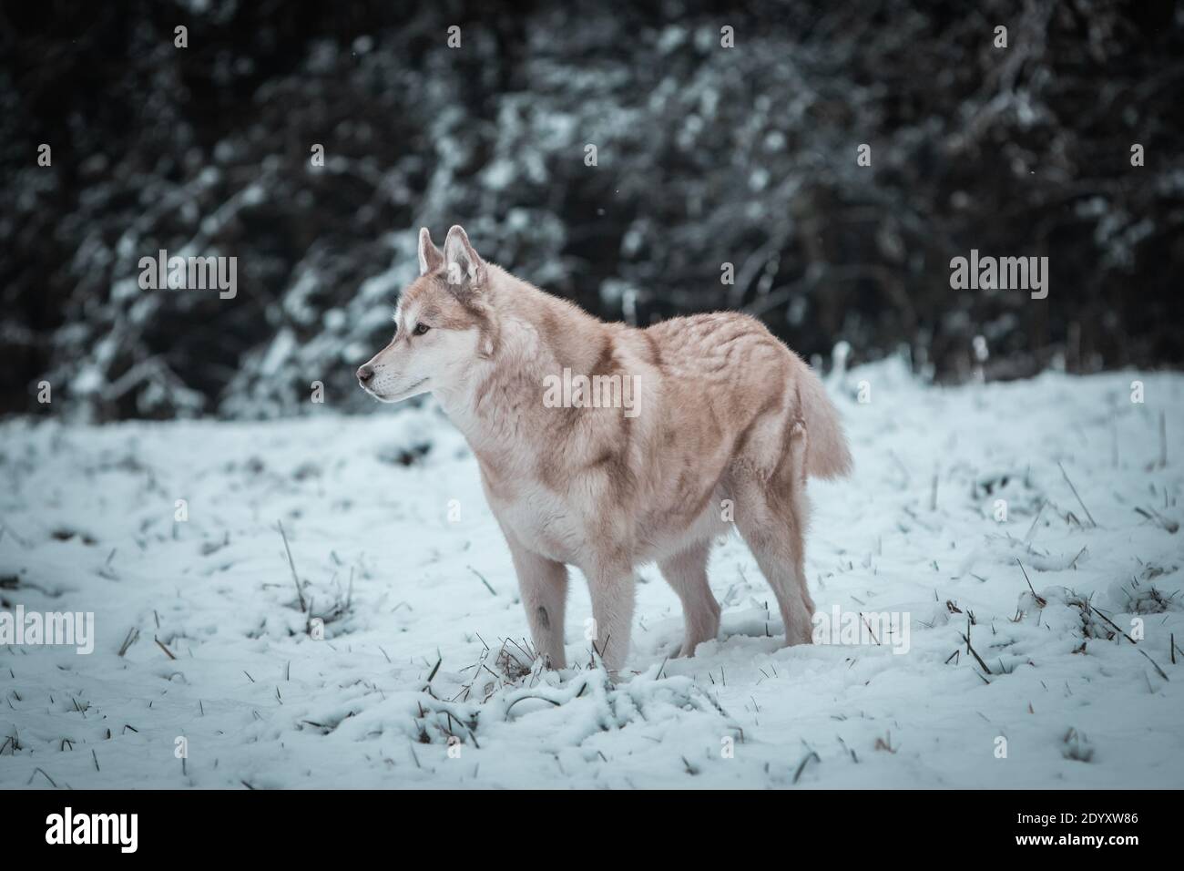 Un Husky siberiano si muove nella neve d'inverno. Foto Stock
