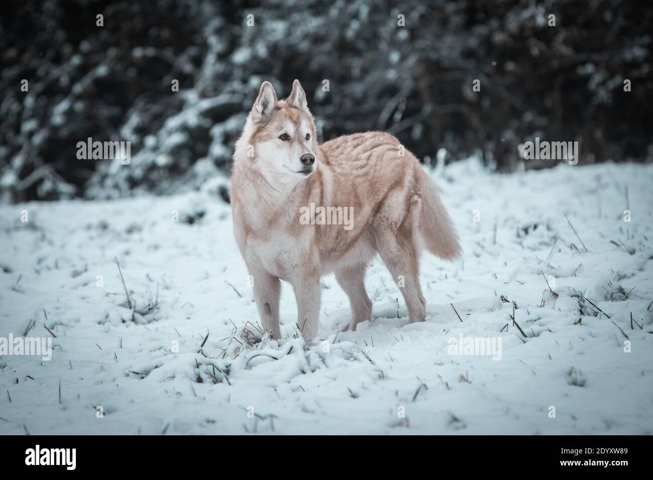 Un Husky siberiano si muove nella neve d'inverno. Foto Stock