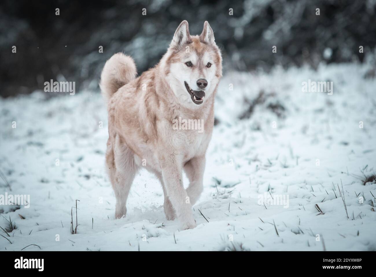 Un Husky siberiano si muove nella neve d'inverno. Foto Stock