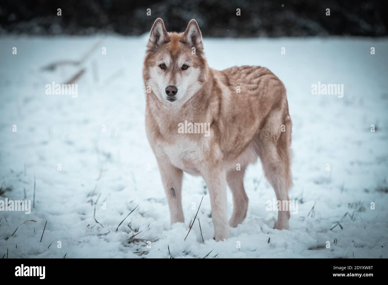 Un Husky siberiano si muove nella neve d'inverno. Foto Stock