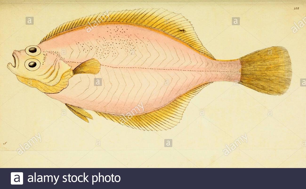 European Flounder (Platichthys flesus), illustrazione d'annata pubblicata nella Miscellanea Naturalistica del 1789 Foto Stock