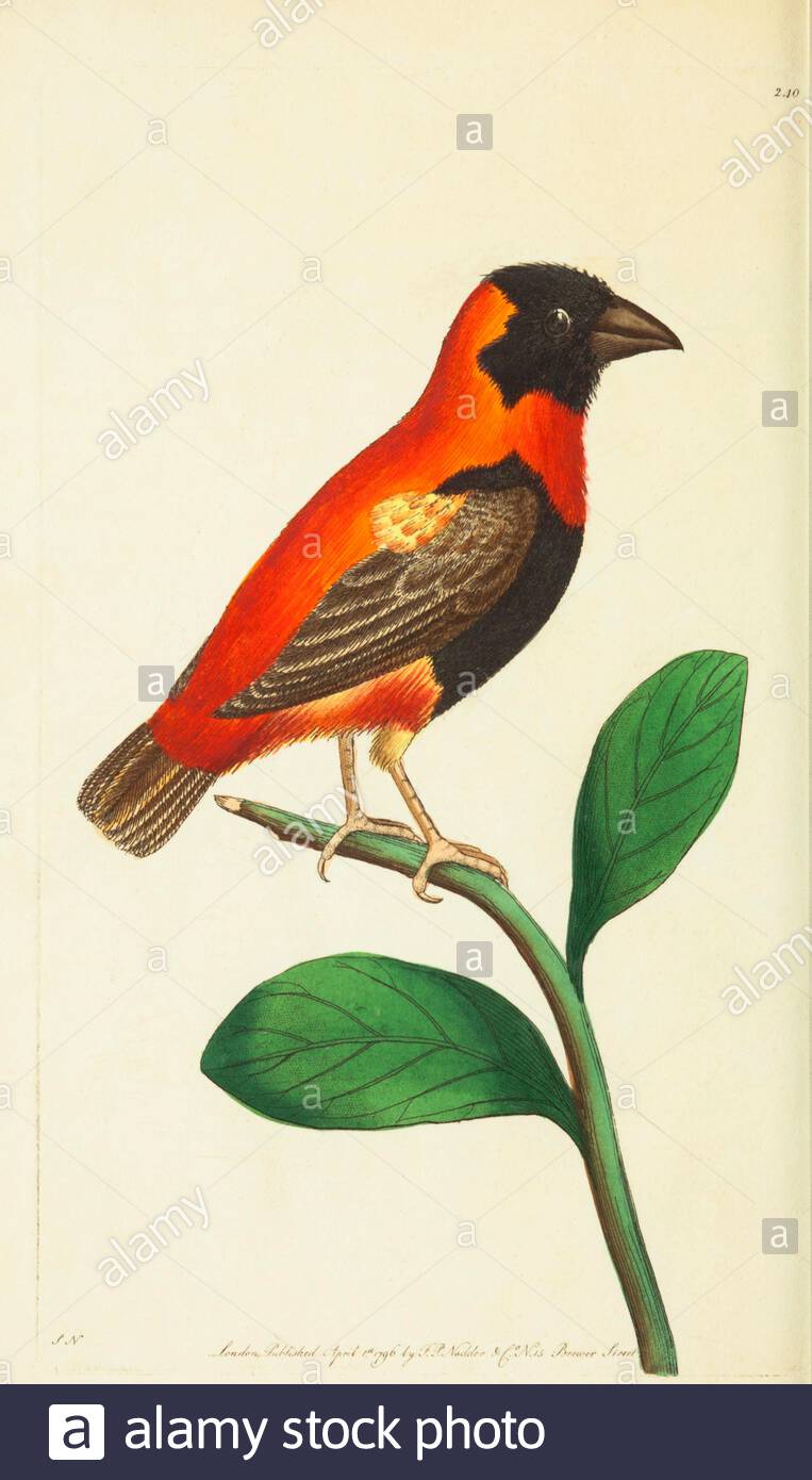 Red Bishop Bird (Euplectes orix), illustrazione d'annata pubblicata nella Miscellanea del Naturalista dal 1789 Foto Stock